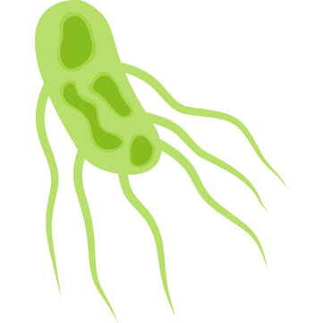 Salmonella Typhi Illustration