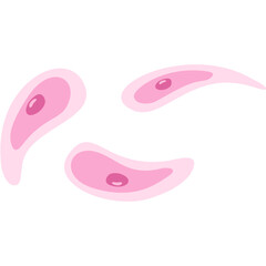 Toxoplasmosis illustration