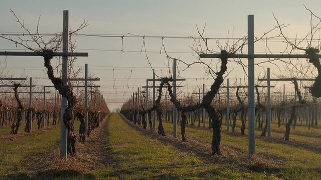 Bare Vineyard Trellis Against Early Spring Light. Seasonal Nature / Winter to Spring Transition. Geometric pattern of bare vineyard trellises stretching across a field under the light of early spring.