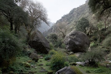 Obraz premium Large boulders rest in a lush green canyon with trees.