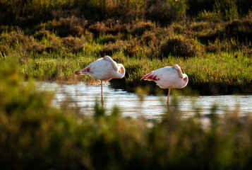 Flamants roses sauvages en Camargue