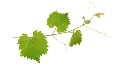 Vector of green grapevine leaves and tendrils on transparent background