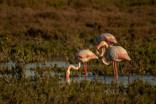 Flamants roses sauvages en Camargue