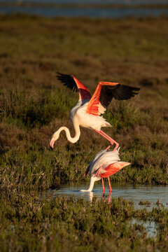 Flamants roses sauvages en Camargue