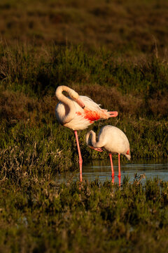 Flamants roses sauvages en Camargue