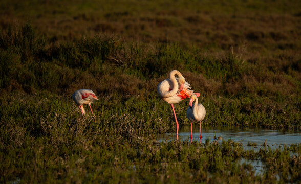 Flamants roses sauvages en Camargue