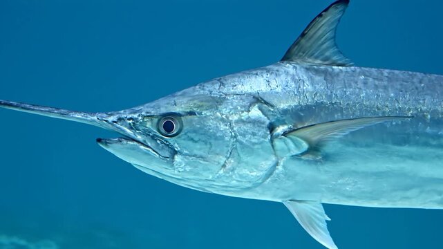 Sleek silver-blue billfish with a pointed snout swims in deep blue ocean water