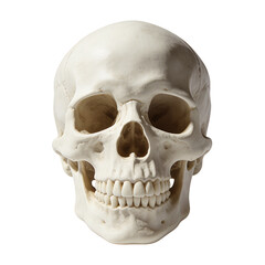 Fototapeta premium human skull isolated