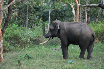 A single tusker salute