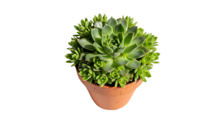 Green succulent plant with many leaves in a terracotta pot on black background image, Isolated On Png Transparent Background