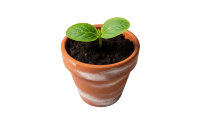 Small green seedling with two leaves growing in a terracotta pot plant sprout, Isolated On Png Transparent Background