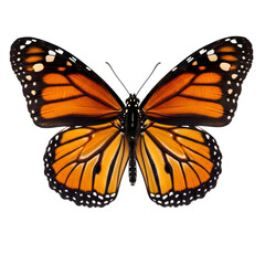 Fototapeta premium Monarch butterfly wings spread detailed view isolated on transparent background