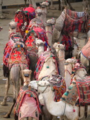 
Giza,Egypt - December 6, 2025: Flock of Camels standing by for sightseeing