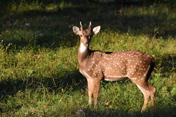 Spotted deer in Muthumalai Tiger reserve in India