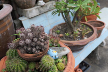 Various indoor plants and cacti in clay pots on a table in a serene garden setting