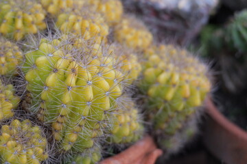 Yellow Cactus Group with Spines in Soft Focus against Natural Background