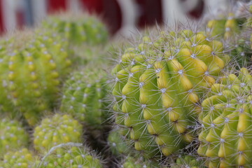 Close-up of Vibrant Green and Yellow Cactus Spines on Succulent Desert Plant Life