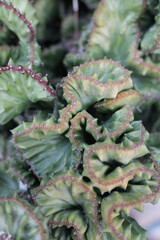 Green Leafy Plant with Ruffled Edges and Thorny Texture for Nature Lovers and Garden Enthusiasts