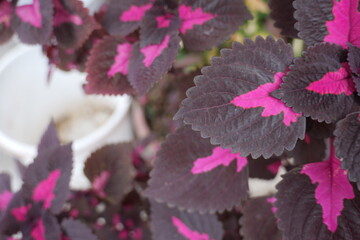 Vibrant Foliage of Purple and Pink Leaves Surrounded by Lush Greenery in a Garden Setting