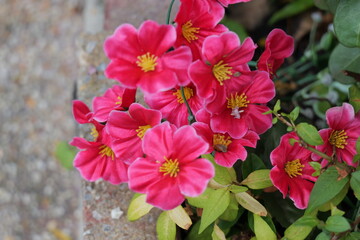 Vibrant Pink Flowers with Yellow Stamen in Natural Garden Setting