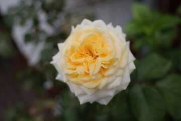 Beautiful Close-Up of a Creamy Yellow Rose Blooming in a Garden Setting