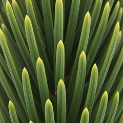 Obraz premium Fresh Evergreen Conifer Foliage Detail in Soft Focus for Nature Wallpaper or Eco Concepts