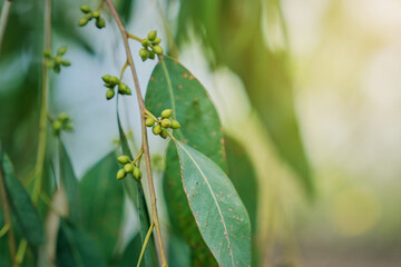 Eucalyptus gum nuts. branch eucalyptus tree nature background