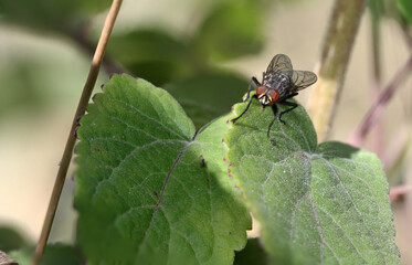 Musca domestica perched on foliage in Mexican garden
