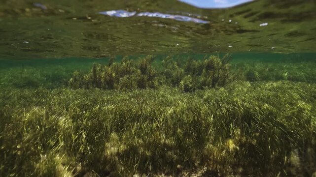 Serene ocean bed covered with waving seagrass and lone tree