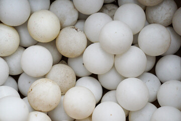 A collection of turtle eggs secured by conservation officers and cared for until they hatch