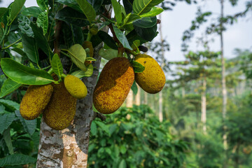 Jackfruit that is still attached to the tree grows well on the plantation.