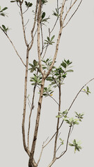 Original image green houseplant tree branches texture neutral pastel beige wall aesthetic background