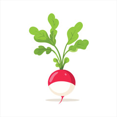 Red and white radish with green leaves