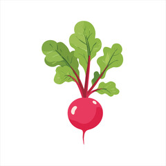 Vibrant red radish with lush green leaves.  A healthy root vegetable