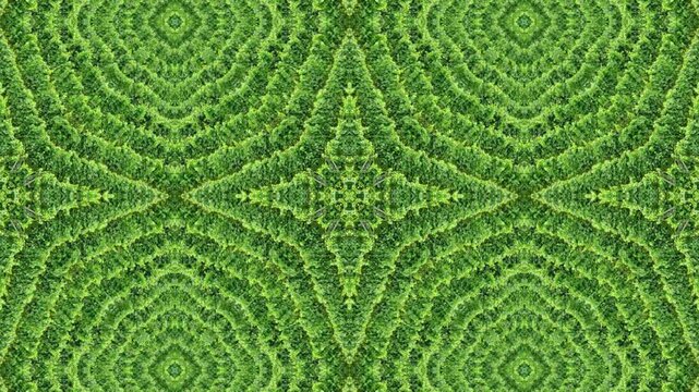 hypnotic symmetrical green foliage kaleidoscope
