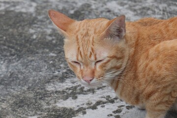 Orange Cat with Closed Eyes Resting on Textured Surface Under Natural Light
