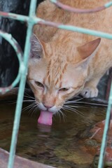 Cat Drinking Water from a Small Fountain with a Playful Expression and Extended Tongue