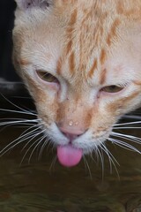 Cute orange cat licking water with playful expression and detailed fur patterns