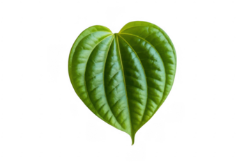 Heart shaped green leaf isolated on a transparent background plant 1
