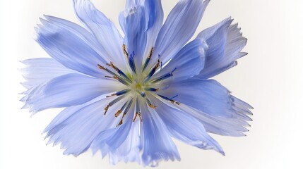 shaggy. Light blue flower with fluffy petals displayed against white background, gardening catalogs, home-decor guides, designed for gardening and botanical catalogs.