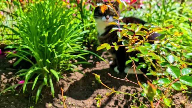 Fuzzy black cat sits around the green garden in Dobele. Latvia