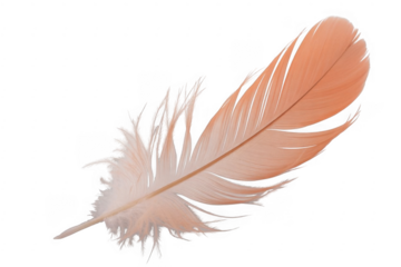Soft peach colored feather isolated on a transparent background pink