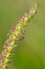 Crested dogstail (Cynosurus cristatus)  plant with delicate pink anthers growing in meadow