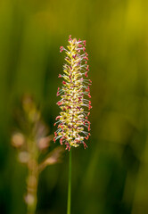 Crested dogstail (Cynosurus cristatus)  plant with delicate pink anthers growing in meadow