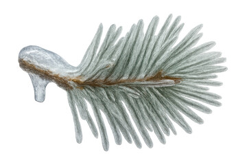 Evergreen tree branch covered in melting ice and frost, depicting winter weather and frozen nature on a transparent background