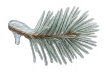 Evergreen tree branch covered in melting ice and frost, depicting winter weather and frozen nature on a transparent background