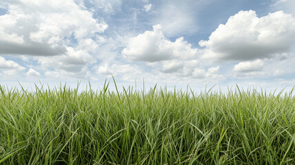 Obraz premium Green grass field under cloudy sky with gentle breeze and tranquil mood
