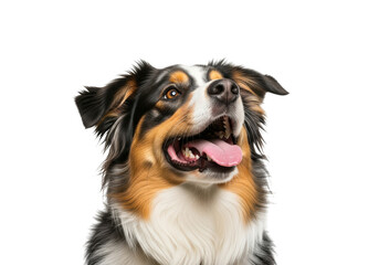 Australian shepherd dog looking up isolated on transparent background