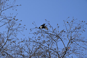 an Oriental magpie on a tree take the seed under blue sky in sunny day