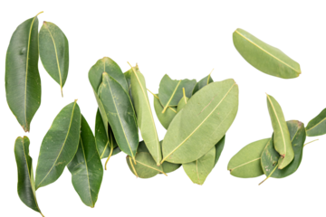 Vibrant Green Leaves: A Study of Elongated Leaves in Botanical Art Showcasing Unique Plant Structure and Natural Beauty in Twenty Words on Transparent Background.